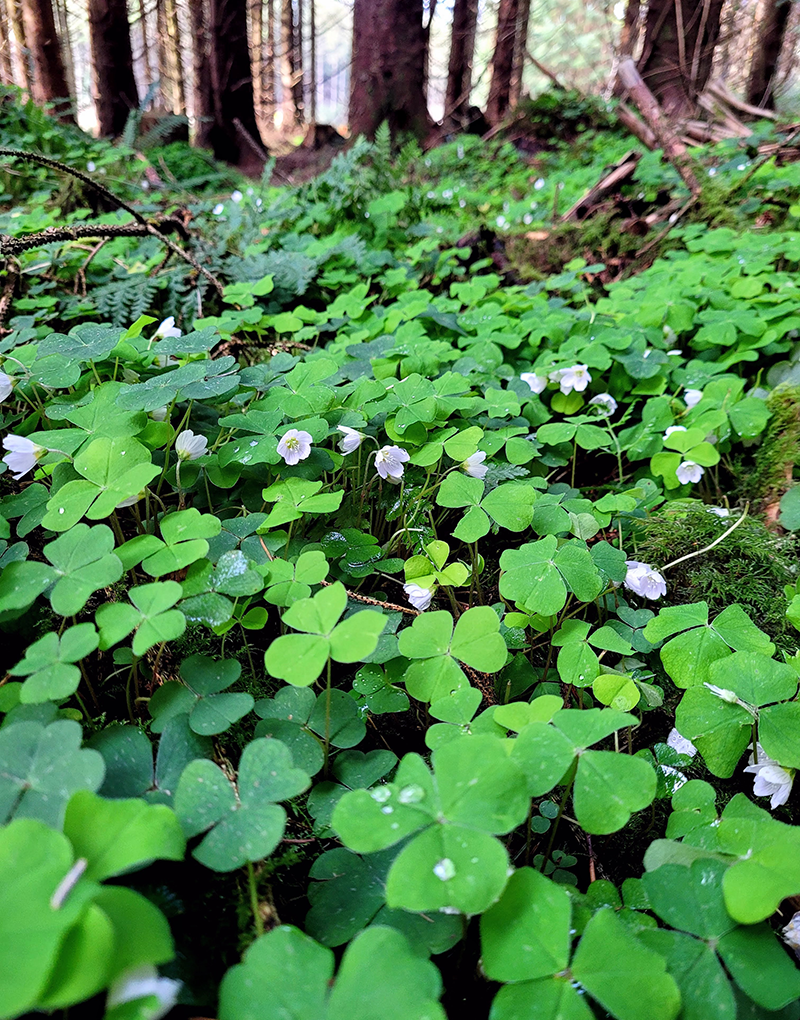 Wood Sorrel IForUT