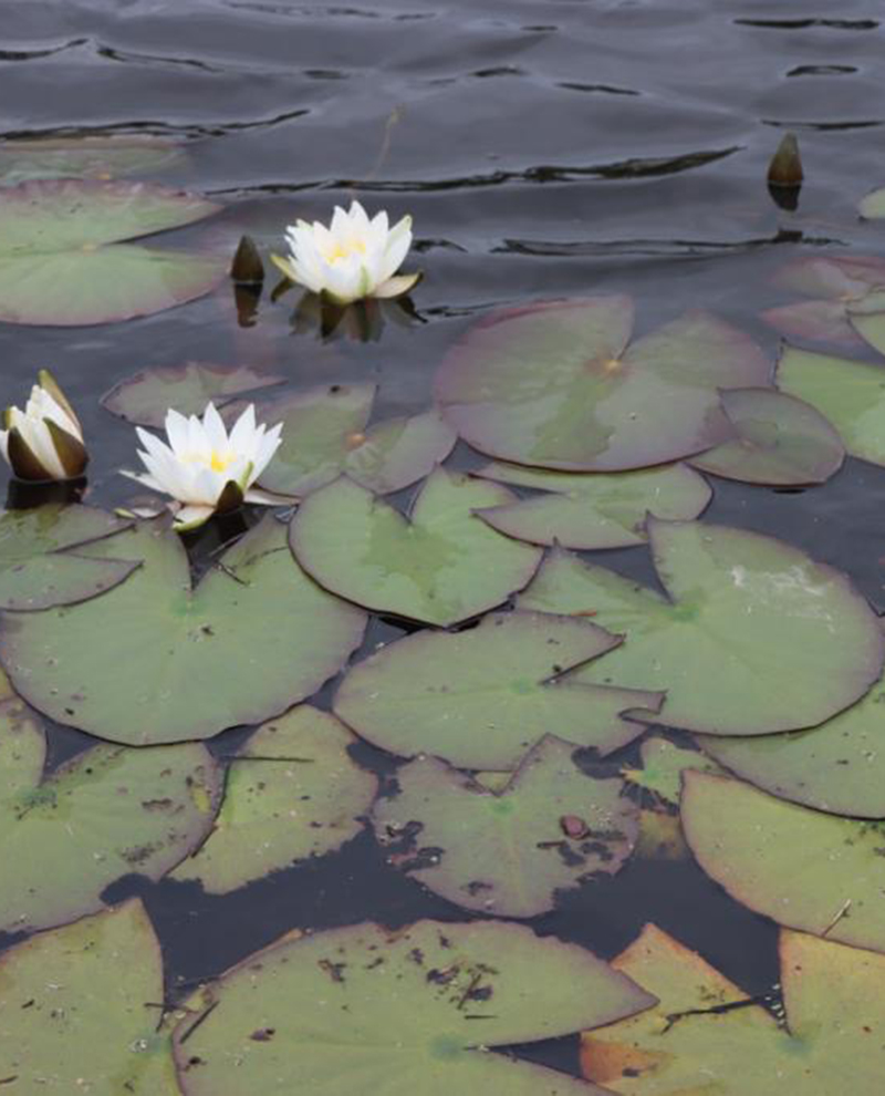 Lillies Knockshanvo Woodlands 