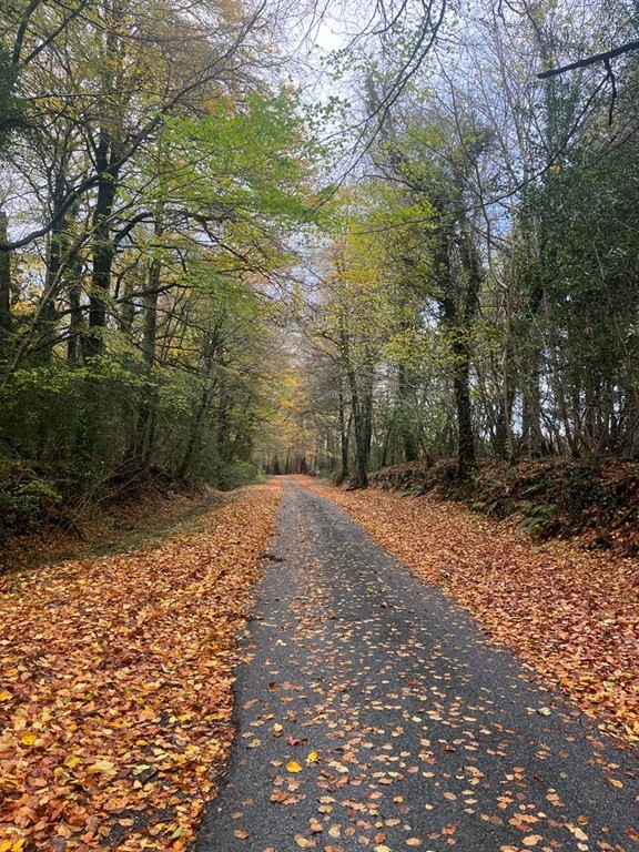 Clonad Wood